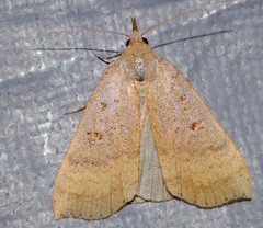 Rhapsa suscitatalis