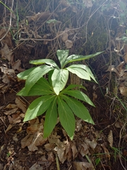 Helleborus odorus
