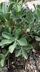 Lupinus sericatus