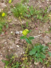 Rhamphospermum arvense