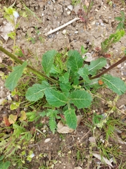 Rhamphospermum arvense