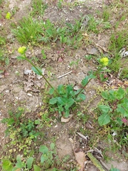 Rhamphospermum arvense