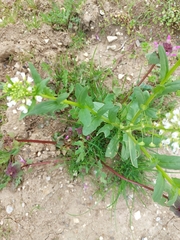 Thlaspi arvense