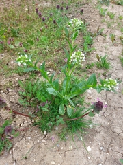 Thlaspi arvense