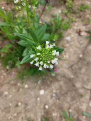 Thlaspi arvense