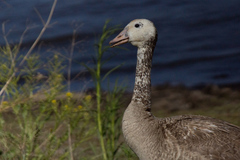 Branta × Anser