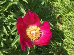 Paeonia officinalis