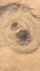 Zirfaea
