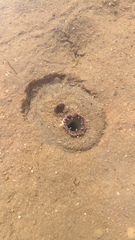 Zirfaea