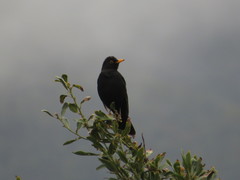 Turdus merula cabrerae