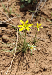 Gagea bulbifera