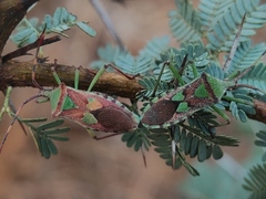 Prismatocerus prominulus