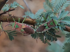 Prismatocerus prominulus