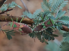 Prismatocerus prominulus