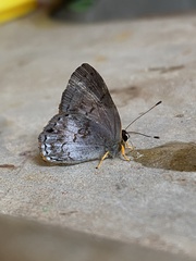 Euselasia eucerus