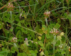 Trifolium stellatum