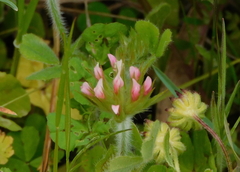 Trifolium stellatum
