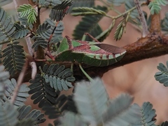 Prismatocerus prominulus