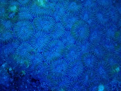 Dipsastraea faviaformis