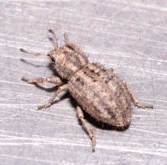 Cycloderes pilosulus