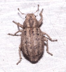 Cycloderes pilosulus