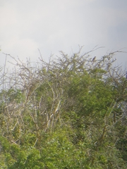 Luscinia megarhynchos