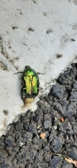 Cetonia aurata