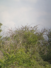 Luscinia megarhynchos