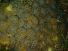 Dipsastraea faviaformis