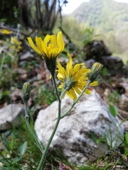 Hieracium tenuiflorum