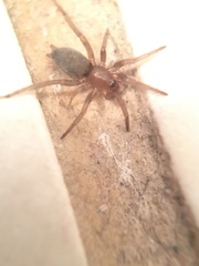 Gnaphosidae