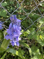 Hyacinthoides