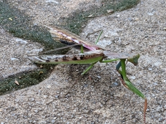 Polyspilota aeruginosa