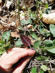 Hieracium tenuiflorum
