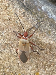 Dysdercus bimaculatus