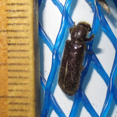 Melalgus plicatus