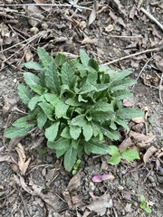 Micranthes micranthidifolia