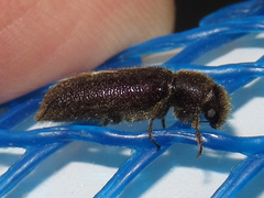 Melalgus plicatus