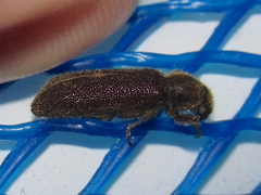 Melalgus plicatus