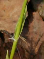 Luzula pilosa