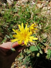 Hieracium tenuiflorum