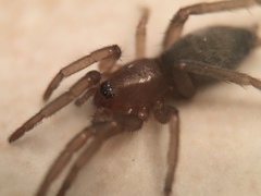 Gnaphosidae