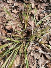 Luzula pilosa