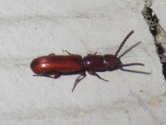 Taphroscelidia linearis
