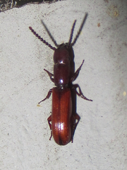 Taphroscelidia linearis