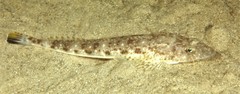 Platycephalus grandispinis