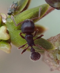 Tetramorium dichroum