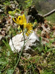 Hieracium tenuiflorum