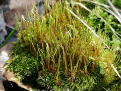 Bryophyta