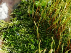 Bryophyta